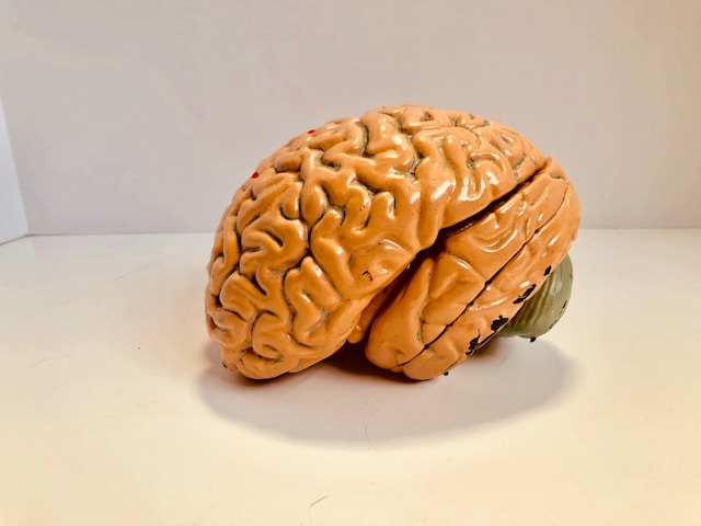 image of brain